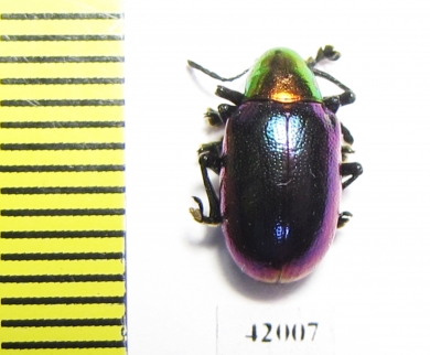 Chrysomelidae sp.  South Africa Rep. - INSECTS-STORE.RU