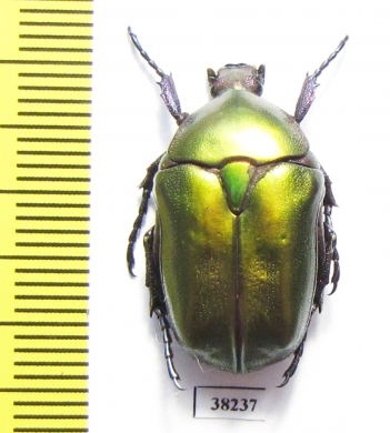 Protaetia cuprea cuprea  Greece - INSECTS-STORE.RU