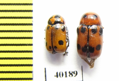 Chrysomelidae sp.  Kazakhstan - INSECTS-STORE.RU