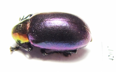 Chrysomelidae sp.  South Africa Rep. - INSECTS-STORE.RU