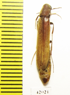 Lymexylidae sp.  South Africa Rep. - INSECTS-STORE.RU