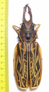 Macrodontia cervicornis, male  Peru 140mm (18000���) - INSECTS-STORE.RU