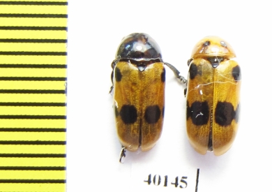 Chrysomelidae sp.  Iran, Lorestan prov. - INSECTS-STORE.RU