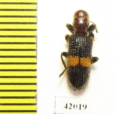 Cleridae sp.  South Africa Rep. - INSECTS-STORE.RU