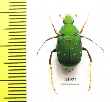 Tibiotrichius miwai  Taiwan - INSECTS-STORE.RU