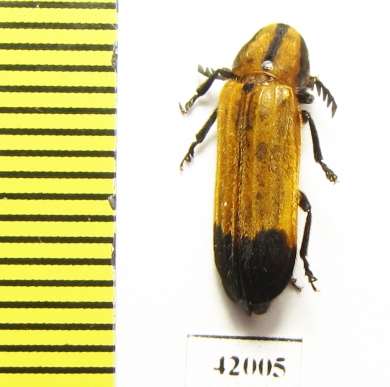 Cleridae sp.  South Africa Rep. - INSECTS-STORE.RU