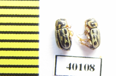 Chrysomelidae sp.  Uzbekistan - INSECTS-STORE.RU