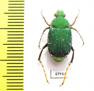 Tibiotrichius miwai  Taiwan - INSECTS-STORE.RU