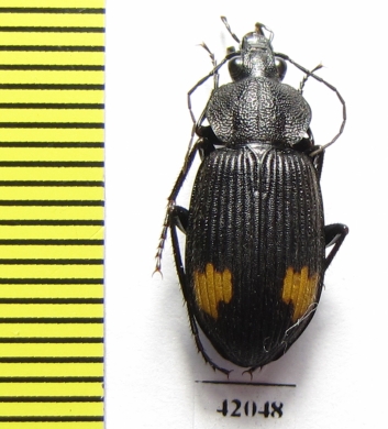 Carabidae sp.  South Africa Rep. - INSECTS-STORE.RU