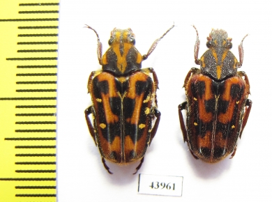 Euselates proxima, pair  Taiwan - INSECTS-STORE.RU