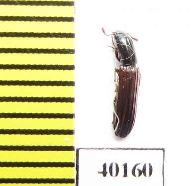 Colydium elongatum  Iran, Mazandaran prov. - INSECTS-STORE.RU