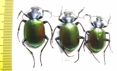 Calosoma sycophanta  Russia, Volgograd reg. - INSECTS-STORE.RU