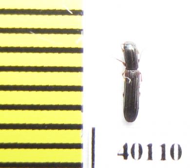 Colydium elongatum  Iran, Mazandaran prov. - INSECTS-STORE.RU