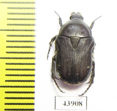 Gametis forticula formosana  Taiwan - INSECTS-STORE.RU