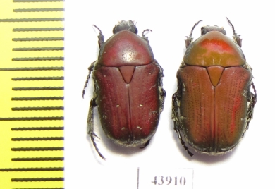 Gametis forticula formosana, pair  Taiwan - INSECTS-STORE.RU