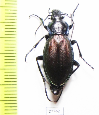 Carabus (Morphocarabus) regalis jenissoni  Russia, Krasnoyarsk reg. - INSECTS-STORE.RU
