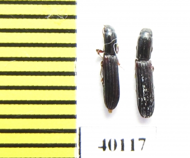 Colydium elongatum  Iran, Mazandaran prov. - INSECTS-STORE.RU