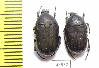 Gametis forticula formosana, pair  Taiwan - INSECTS-STORE.RU