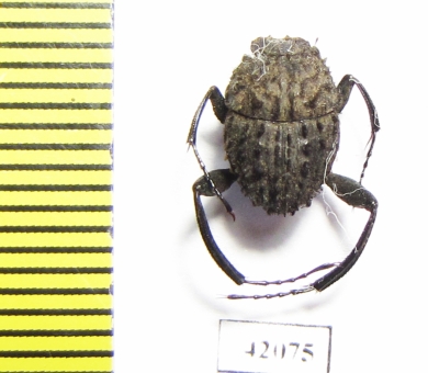 Sisyphus sp.  South Africa Rep. - INSECTS-STORE.RU