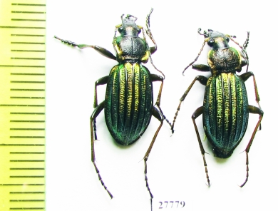 Carabus (Carabulus) ermaki  Russia, Krasnoyarsk reg. - INSECTS-STORE.RU