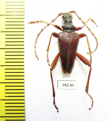 Akimerus schaefferi  Russia, Voronezh reg. - INSECTS-STORE.RU