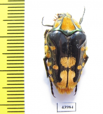 Coilodera formosana  Taiwan - INSECTS-STORE.RU