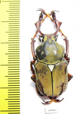 Dicronocephalus wallichi bourgoini  Taiwan - INSECTS-STORE.RU