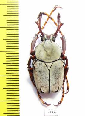 Dicronocephalus wallichi bourgoini  Taiwan - INSECTS-STORE.RU