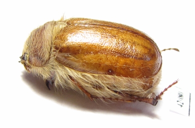 Sparrmannia sp.  Namibia - INSECTS-STORE.RU