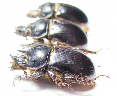 Ceratophyus mesasiaticus, pair  Kazakhstan - INSECTS-STORE.RU