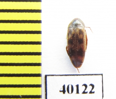 Orchesia ? undulata  Iran, Mazandaran prov. - INSECTS-STORE.RU