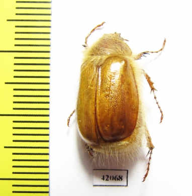 Sparrmannia sp.  Namibia - INSECTS-STORE.RU