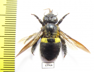 Hymenoptera, Xylocopa sp.  Ethiopia - INSECTS-STORE.RU
