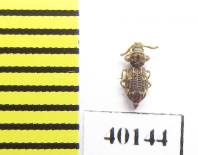 Corticus celtis  Italy - INSECTS-STORE.RU