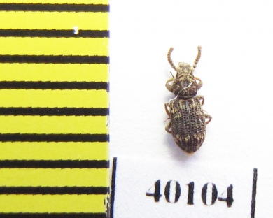 Corticus celtis  Italy - INSECTS-STORE.RU