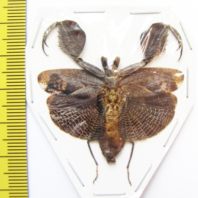 Hestiasula sp.  Malaysia - INSECTS-STORE.RU