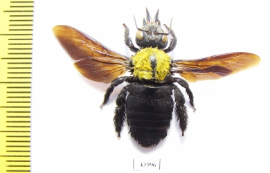 Hymenoptera, Xylocopa sp.  Indonesia, Java - INSECTS-STORE.RU