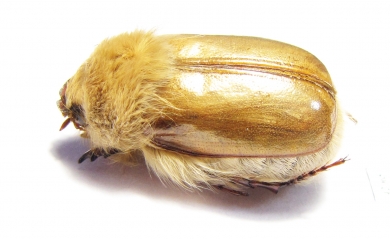 Sparrmannia alopex  South Africa Rep. - INSECTS-STORE.RU