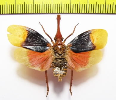 Pyrops detanii  Indonesia, Peleng isl. - INSECTS-STORE.RU