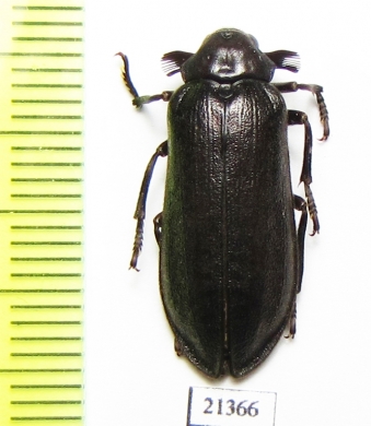 Rhipiceridae sp.  Zambia - INSECTS-STORE.RU