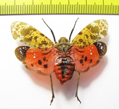 Penthicodes variegata  Thailand - INSECTS-STORE.RU