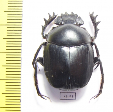 Scarabaeus sp.  South Africa Rep. - INSECTS-STORE.RU