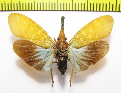 Pyrops effusa  Indonesia, Larat isl. - INSECTS-STORE.RU