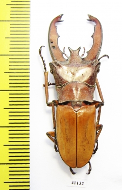 Cyclommatus lunifer  Malaysia, Borneo  44mm - INSECTS-STORE.RU