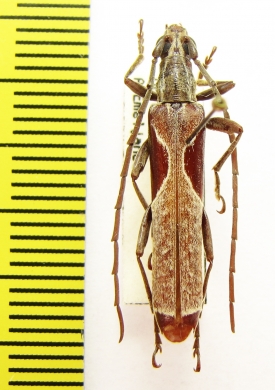 Uracanthus ? triangularis  Australia - INSECTS-STORE.RU