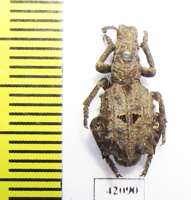 Curculionidae sp.  Zambia - INSECTS-STORE.RU