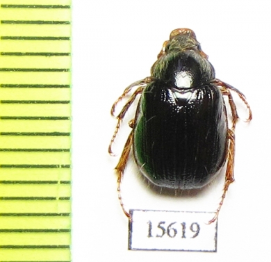 Phytholaema dilutipes  Chile - INSECTS-STORE.RU