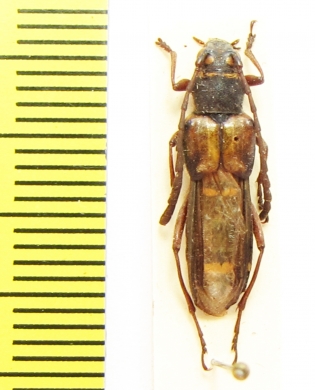 Hesthesis plorator  Australia - INSECTS-STORE.RU