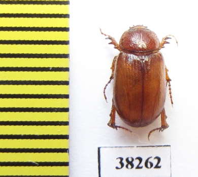 Brenskea coronata  Uzbekistan - INSECTS-STORE.RU