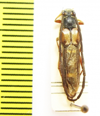 Hesthesis plorator  Australia - INSECTS-STORE.RU